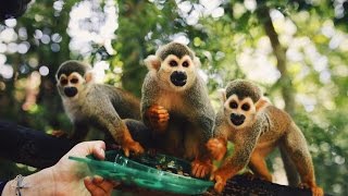 Monkey Jungle in the Dominican Republic [upl. by Odlaumor]