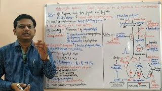 Adrenergic System Part 01  Basic Introduction and Synthesis of Norepinephrine  Noradrenaline [upl. by Anitac]