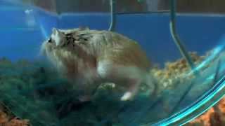 HAMSTER WACKY RACES [upl. by Oxford]