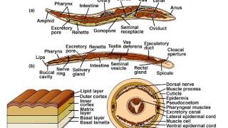 Phylum Nematoda Part 1 Notes [upl. by Jeannine310]