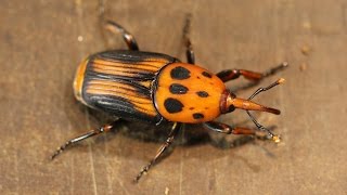 Justin Whittle  Farming of the Red Palm Weevil [upl. by Orabel]