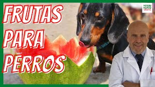 LAS MEJORES FRUTAS PARA PERROS 💚Beneficios y Dosis [upl. by Iaj]