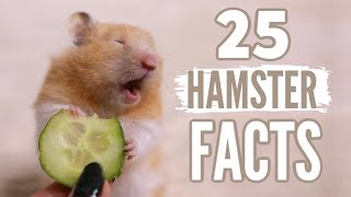 25 Facts About Hamsters 🐹 [upl. by Conner]