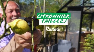 Comment réussir la taille dun citronnier cultivé en pot [upl. by Laurella965]