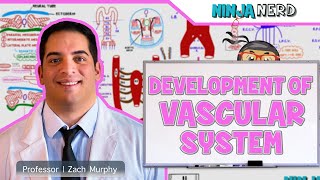 Embryology  Development of Vascular System [upl. by Drandell]