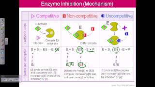 Enzyme inhibition [upl. by Kampmann]