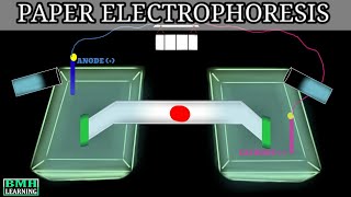 Paper Electrophoresis  Zone Electrophoresis  Electrophoresis [upl. by Moersch721]