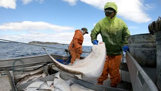 Setting and Hauling Halibut Longline  Alaska Commercial Fishing [upl. by Hull]