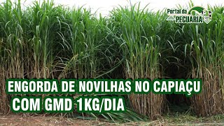 Confinamento de novilhas no capiaçu com GMD 1 kg dia [upl. by Joshia]