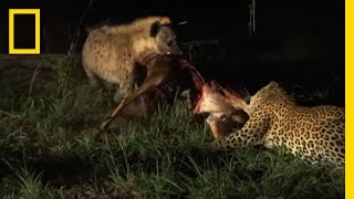 Hyenas Fight Leopard for Kill  National Geographic [upl. by Ltney]