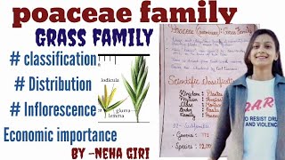 poaceaeGramineaeGrass Family class 11th 12th Bsc  Msc  economic importance by neha giri [upl. by Madson]