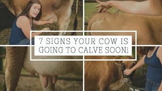 7 Signs Your Cow is Going to Calve Soon [upl. by Ariaj393]