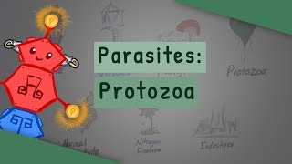 Parasites Protozoa classification structure life cycle [upl. by Alliuqaj]