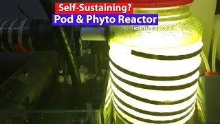 Self Sustaining Pod and Phytoplankton culture  DIY Phytoplankton Reactor1 Test 1 [upl. by Saraann754]