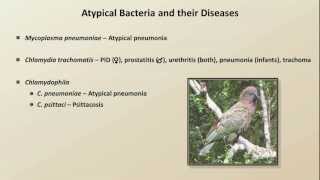 Antibiotics for Atypical Infections Antibiotics  Lecture 7 [upl. by Barkley490]