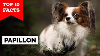 Papillon Dog  Top 10 Facts [upl. by Patty]