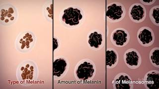 How We Get Our Skin Color  HHMI BioInteractive Video [upl. by Walsh817]