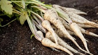 HOW TO GROW PARSNIPS [upl. by Suivatna933]