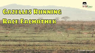 Gazelles Running Race Each Other [upl. by Nayrb751]