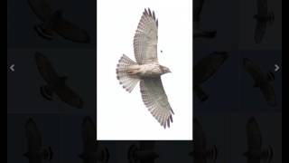 Identifying Broadwinged Hawks and Redshouldered Hawks [upl. by Golden397]