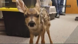 This is why you should never touch baby fawns [upl. by Olli]