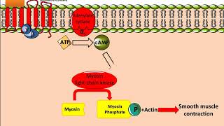 Salbutamol Ventolin Mechanism of Action [upl. by Enoch]