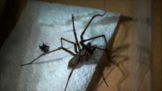 Giant House Spider Handling UK [upl. by Esyahc166]