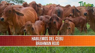 Importancia y Características del Brahman Rojo  TvAgro por Juan Gonzalo Angel [upl. by Barra]