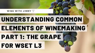 WSET Level 3 Wines  Understanding the Common Elements of Winemaking Part 1 The Grape [upl. by Kerge157]