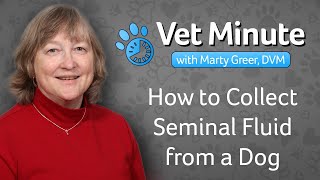 How to Collect Seminal Fluid From a Dog [upl. by Hew]