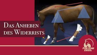 Das Anheben des Widerrists  Das Pferd hat kein Schlüsselbein [upl. by Pyne484]