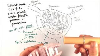 A2 Biology  Ultrafiltration OCR A Chapter 155 [upl. by Arahsat]