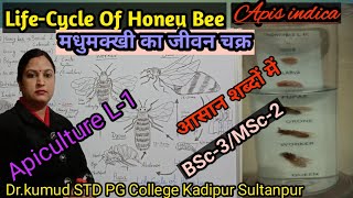 ApicultureLifeCycle Of Honey BeeLifeCycle of Apis indicaमधुमक्खी का जीवन चक्रBSc3MSc2STD [upl. by Eednam]