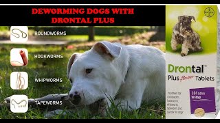 Deworming Dogs With Drontal Plus [upl. by Aibara]