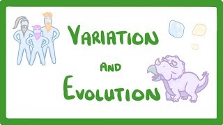 GCSE Biology  Variation and Evolution 68 [upl. by Narut23]