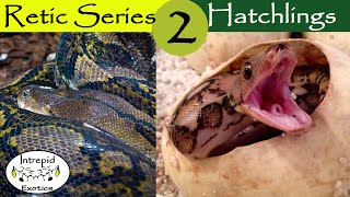 🟢Reticulated Python Hatchlings [upl. by Atrice]