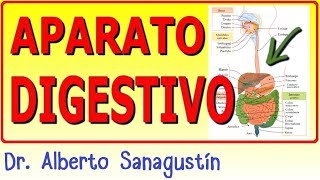 SISTEMA DIGESTIVO ✅ anatomía y fisiología [upl. by Ainot]