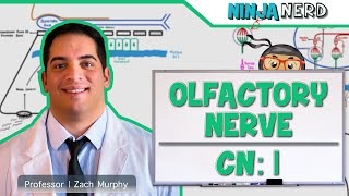 Neurology  Olfactory Nerve Cranial Nerve I [upl. by Aihsoek]