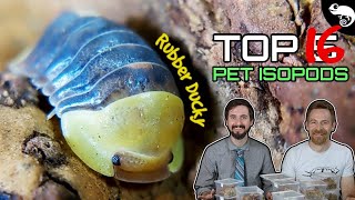 Top 5 Pet Isopods oh make that 16 [upl. by Burnett]