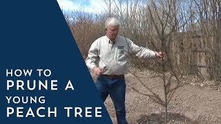 How to Prune Young Peach Trees [upl. by Qifahs]