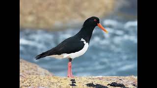 Oystercatcher Bird Call [upl. by Ennovy]