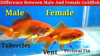 Difference Between Male And Female Goldfish [upl. by Gayl]