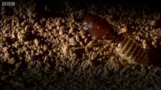 Defending the ant nest from intruders  Ant Attack  BBC [upl. by Loar]