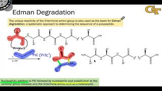 Edman Degradation [upl. by Ahtelra]