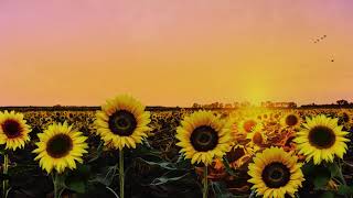 Ambient Sunflower Field Relaxing Summer Breeze Meditation Stress Relief [upl. by Ellimahs]