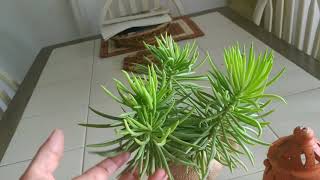 Succulent bush senecioSenecio BarbertonicusBeautiful evergreen shrub Grow n care tips🏜️🌵🏜️🌵 [upl. by Auguste989]