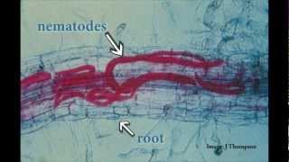 Understanding Root Lesion Nematodes [upl. by Lewse452]