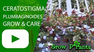 Ceratostigma plumbaginoides  grow amp care Hardy Plumbago [upl. by Cinom]