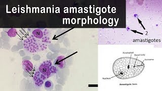 Leishmania amastigote morphology [upl. by Giddings626]