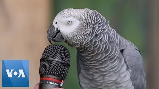 Talking Parrot  VOANews [upl. by Reeta672]